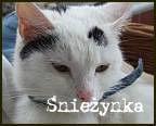 Obrazek