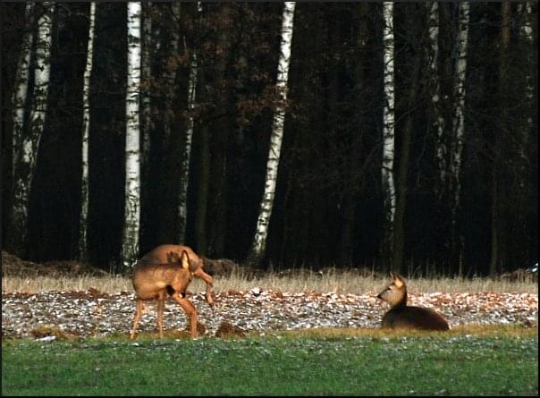 Dołączona grafika