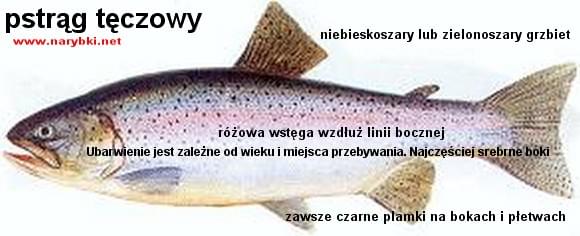 images32.fotosik.pl/168/b51bccb0605d21ca.jpg