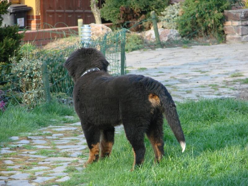 Obrazek