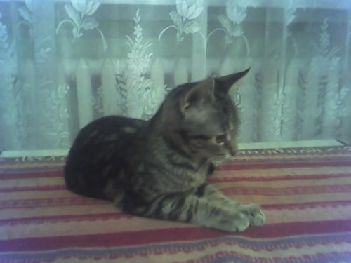 Obrazek