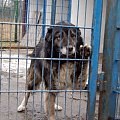 Ten wspaniały, duży pies trafił do schroniska 6 stycznia 2008r.
Jest bardzo przyjazny i kochany, Jego nr ewidencyjny to 2567. #Pies2567