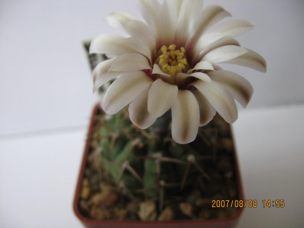 Gymnocalycium