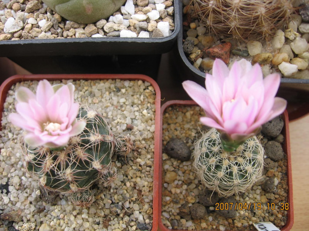 Gymnocalycium bruchii