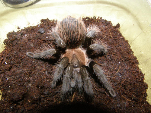 Brachypelma Vardezi #pająk #ptasznik