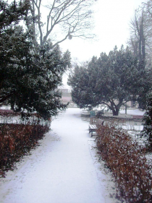 Park w śniegu