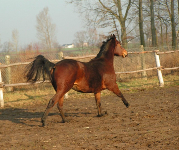 Elza - klacz małopolska #konie