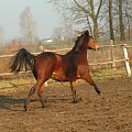Elza - klacz małopolska #konie