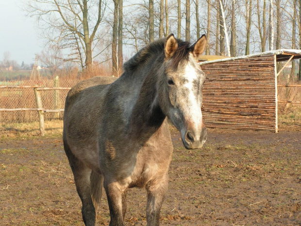 Bagatela - klacz małopolska #konie