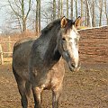 Bagatela - klacz małopolska #konie