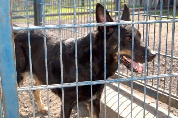 Czarną wilczycę pracwonicy określają jako wyjatkowego i inteligentnego psa. Sunia jest wysterylizowana i zaszczepiona, do schroniska trafiła 27.08.2007r. Jej nr ewidencyjny to 2420