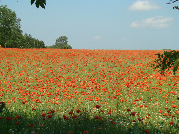 Zamaczone to poletko #Rytwiany