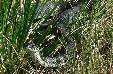 Zaskroniec, 30.09.2007, Krajkowo (Wielkopolska) #Zaskroniec #gady #węże #NatrixNatrix