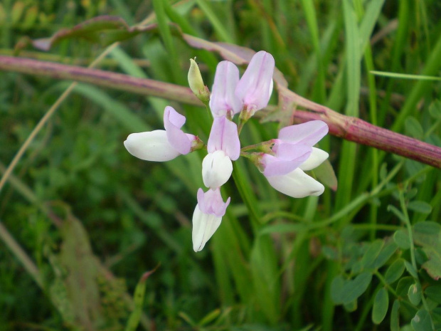 50. Cieciorka pstra - Coronilla varia .
Data : 02.08.2007.
Miejsce : w miejscu nieczynnych , rozebranych torów kolejowych .
Miejscowość : Piaski Wielkopolskie .