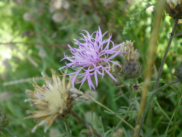 49c. Chaber nadreński - Centaurea stoebe .
Data : 05.08.2007.
Miejsce : łąka .
Miejscowość : Piaski Wielkopolskie .