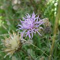 49c. Chaber nadreński - Centaurea stoebe .
Data : 05.08.2007.
Miejsce : łąka .
Miejscowość : Piaski Wielkopolskie .