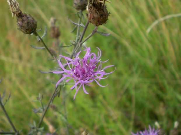 49b. Chaber nadreński - Centaurea stoebe .
Data : 02.08.2007.
Miejsce : łąka .
Miejscowość : Piaski Wielkopolskie .