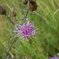 49b. Chaber nadreński - Centaurea stoebe .
Data : 02.08.2007.
Miejsce : łąka .
Miejscowość : Piaski Wielkopolskie .