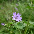 45d. Bodziszek drobny - Geranium pusillum . Data : 02.09.2007. Miejsce : ścieżka obok lasu . Miejscowość : Piaski Wielkopolskie .