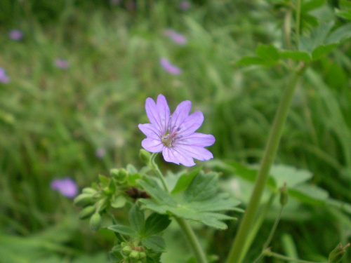 45d. Bodziszek drobny - Geranium pusillum . Data : 02.09.2007. Miejsce : ścieżka obok lasu . Miejscowość : Piaski Wielkopolskie .