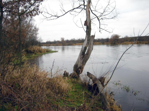 rz.Narew