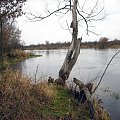 rz.Narew