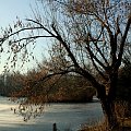 Park Południowy #park #wrocław #drzewo #zima