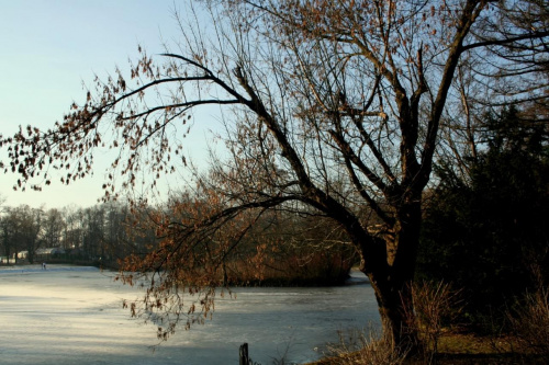 Park Południowy #park #wrocław #drzewo #zima