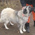 Aston jest kontaktowy, ale też zestresowany i nieufny. Jest spokojny ale tylko do kobiet. Kiedy zobaczył mężczyznę zbliżającego się do kojca zaczął potwornie ujadać i warczeć. Widać, że i jego spotkało wiele złego.