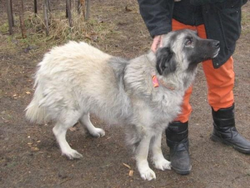 Aston jest kontaktowy, ale też zestresowany i nieufny. Jest spokojny ale tylko do kobiet. Kiedy zobaczył mężczyznę zbliżającego się do kojca zaczął potwornie ujadać i warczeć. Widać, że i jego spotkało wiele złego.