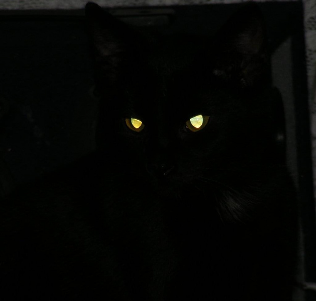 Kot #kot #noc #oczy #ciemność #strach #błysk #światło