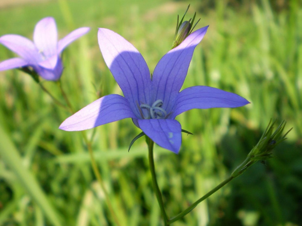 53e. Dzwonek rozpierzchły - Campanula patula . Data : 23.09.2007 . Miejscowość : Talary .