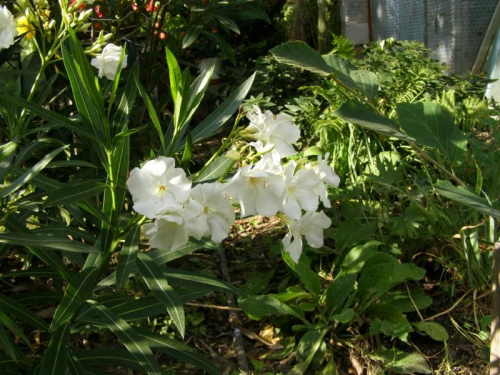 Oleander.