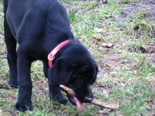 Hexa, Hojrak, Max, labradory.org #LabradorRetriever