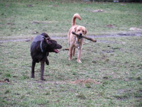 Hexa, Hojrak, Max, labradory.org #LabradorRetriever