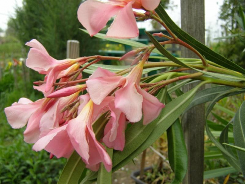 Oleander.