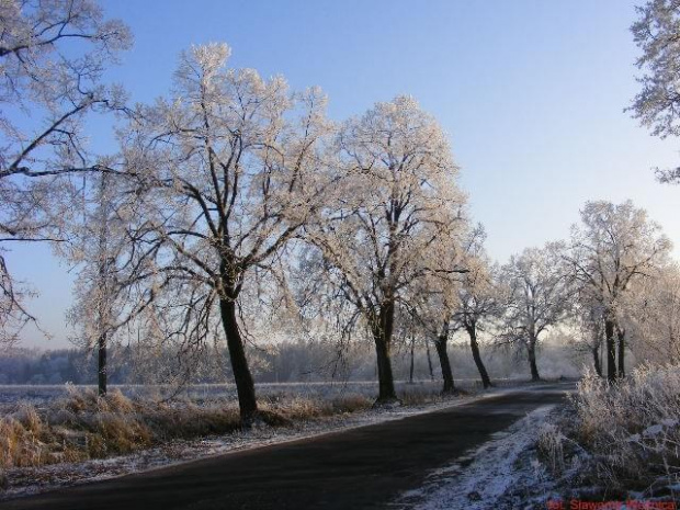 #drzewa #lód #szron #zima #droga