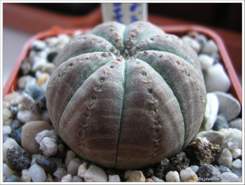 Nowy sukulent - Euphorbia obesa #EuphorbiaObessa