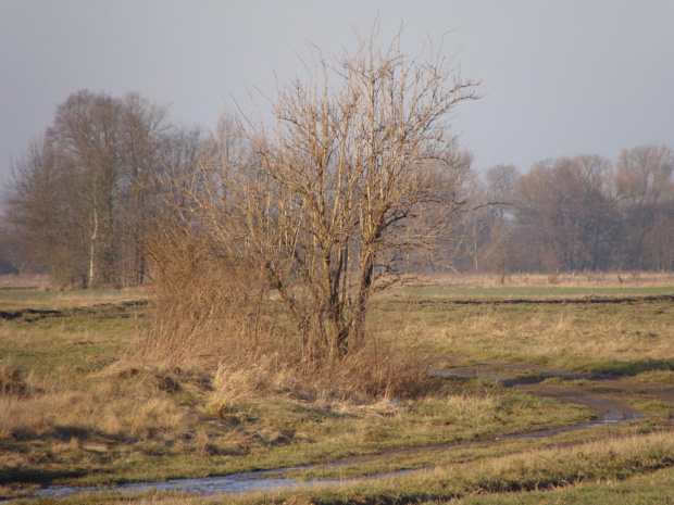 Widoki nad Bobrem #Przyroda #widoki #rzeka #woda