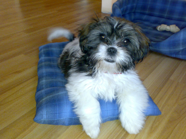 Nasza Shih Tzu 2 m-c później #Psy #ShihTzu