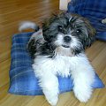 Nasza Shih Tzu 2 m-c później #Psy #ShihTzu