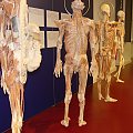 PLASTINARIUM