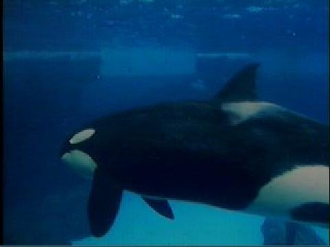 #orca #orkid #ulises #orka