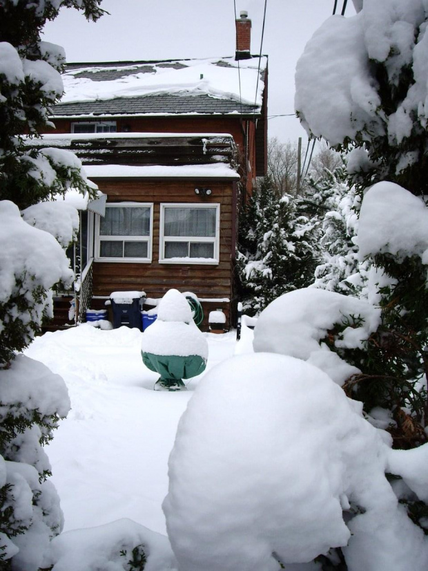 zima w moim ogrodzie
2 lutego 2008 #MojOgrod #Zima2008 #Toronto