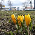 Wiosna idzie do Wrocławia - cz. 2 :) #wrocław #wiosna #idzie #tulipan #krokus #kwiat