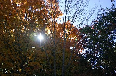 #jesien #drzewa #kolory #pzryroda