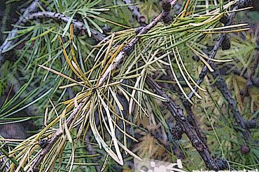 #jesień #trawa #pole #ŁąkaGrafikaKomputerowa #drzewo #las #pień