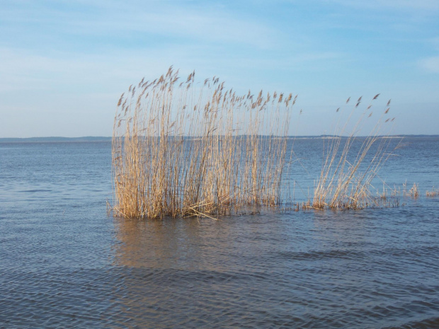 Trzcinki ... #plaża #morze #drzewa