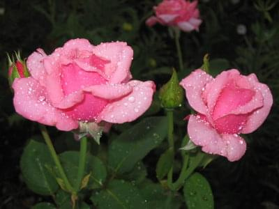 #roze #kwiaty