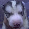 Zdjęcia małego Łaciatego psika ;) Zapraszam do Oglądania :)) #pies #szczeniak #husky #syberian #sibirian #zaprzęg